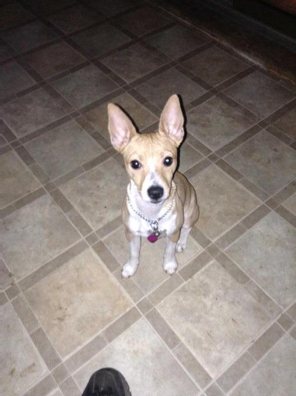 MKsKP Star-Crossed Lover Romeo | Rat Terrier 