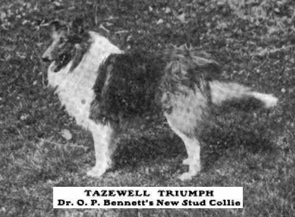 Tazewell Triumph (c1913) | Rough Collie 