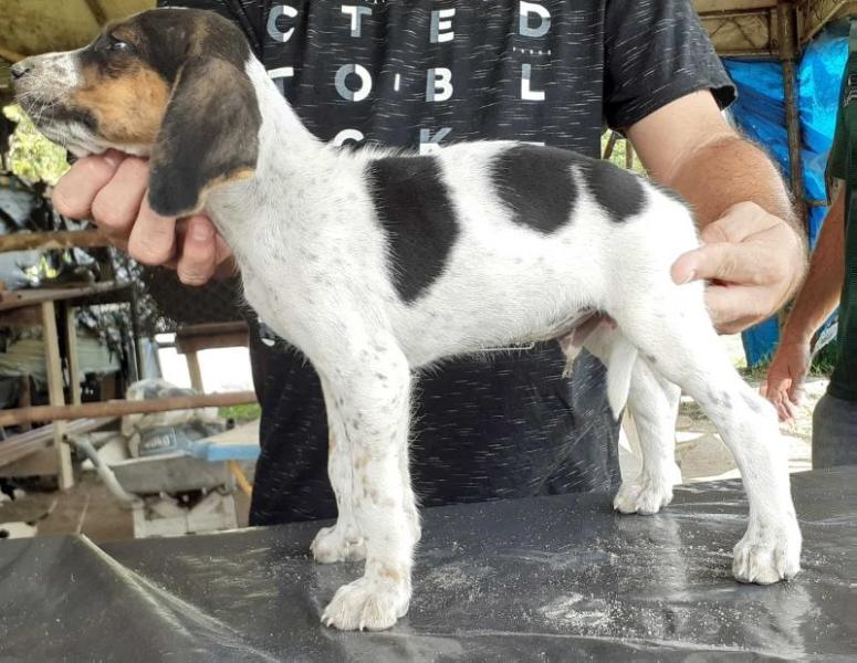 Cães Heróis Ícaro | Rastreador Brasileiro 