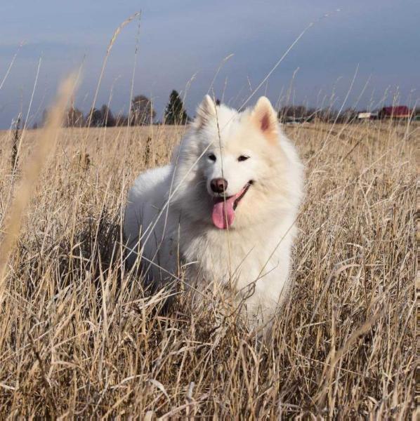 Kerri Iz Moskovskoy Metely | Samoyed 