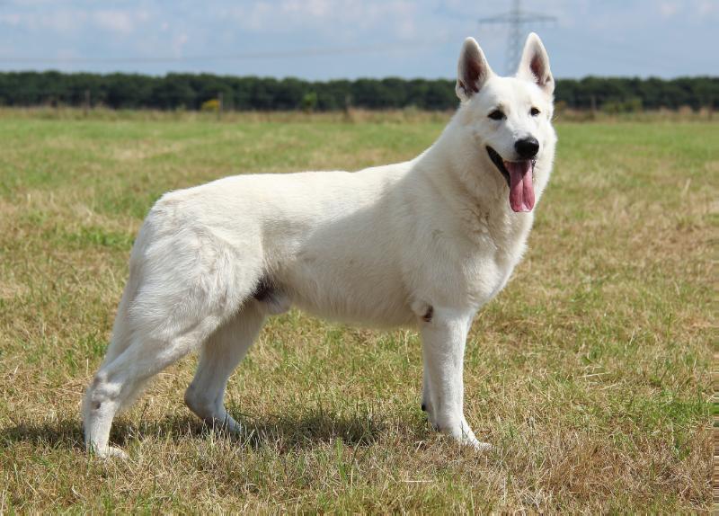 Allegro of Shadasa | White Swiss Shepherd Dog 