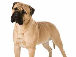 OLDWELL IKE | Bullmastiff 