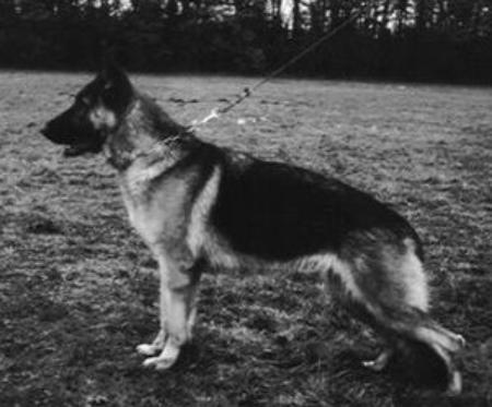 Granny vom Twentebloed | German Shepherd Dog 