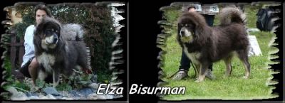Elza Bisurman | Tibetan Mastiff 