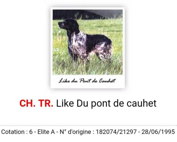 LIKE du pont de Cauchet | Brittany 