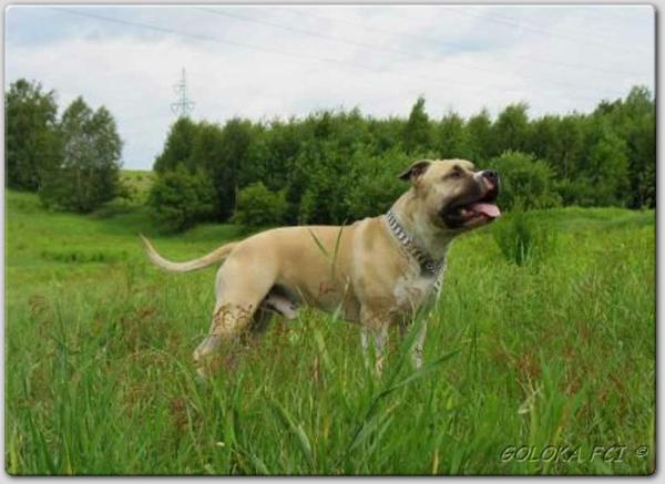 Abhay Das Goloka | American Staffordshire Terrier 