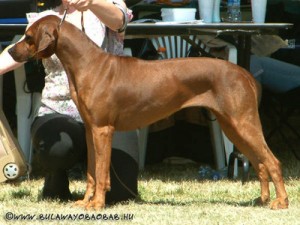 Chobe Orumba Chila | Rhodesian Ridgeback 