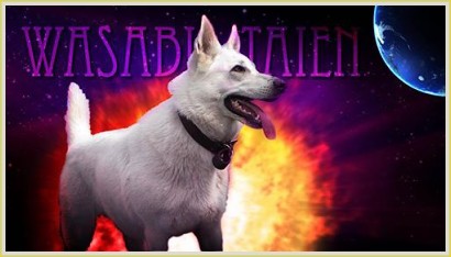 Wasabi Taien HD A, ED 0/0, DM n/n | White Swiss Shepherd Dog 