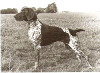 BEAU VOM HEGE-HAUS | German Shorthaired Pointer 