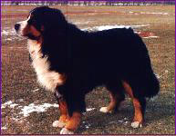 PILATUS | Bernese Mountain Dog 