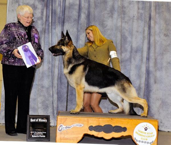 Kubistraum's Quasar Shadow | German Shepherd Dog 