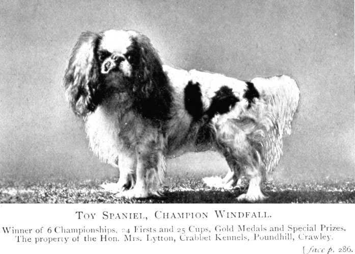 Windfall [Hon. Mrs. Lytton's, Crabbet Kennels] | English Toy Spaniel 