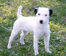 Ash Creek Tack | Jack Russell Terrier 