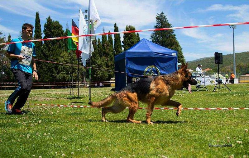 Leo da Quinta do Ribeiro | German Shepherd Dog 