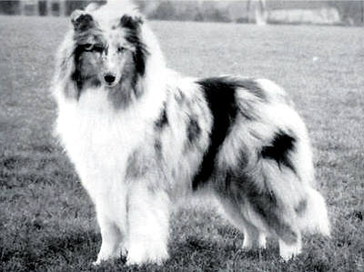 Rickwood Musetta | Rough Collie 