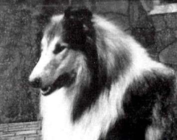 Ramsey Of Rokeby | Rough Collie 