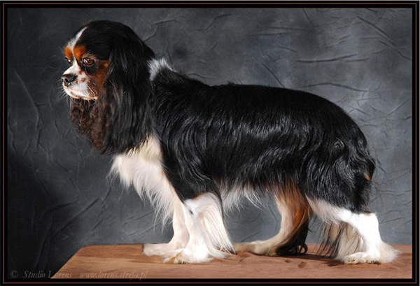 ENTER Zlodziejska Zgraja | Cavalier King Charles Spaniel 