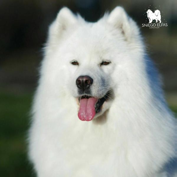 FREYJA LEIF IZ SEVERNOY YARANGI | Samoyed 