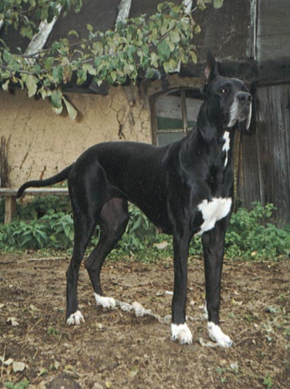 Gledis Frenrish Fraid | Great Dane 