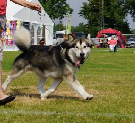 Paha Sapa Mals Iqaros | Alaskan Malamute 