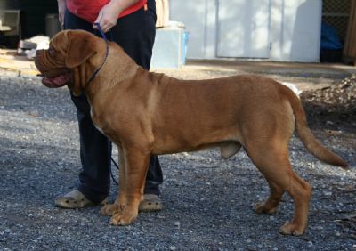 Moloscyg The Art of Delusion (AI) | Dogue de Bordeaux 