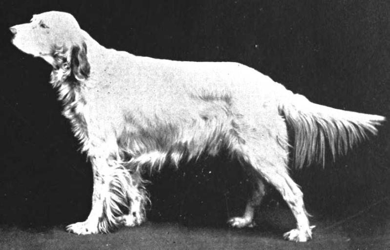 Mark of Furness | English Setter 