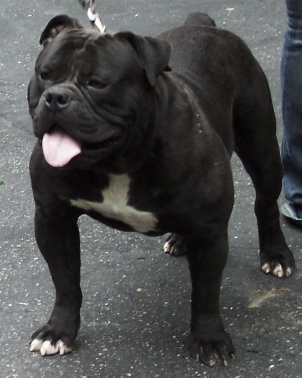 BuffaloCreek's Geronimo Jr. | Olde English Bulldogge 