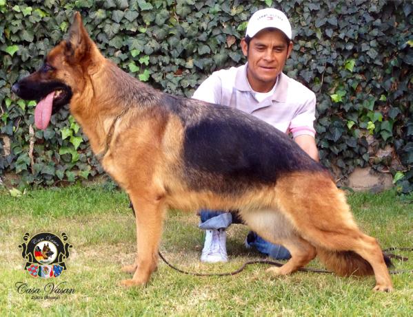 Zukra rivera | German Shepherd Dog 