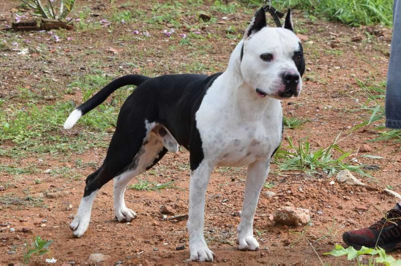 CIBORG AMSTAFF BANTIM | American Staffordshire Terrier 