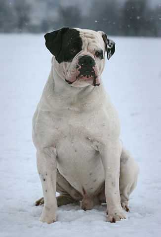 Bret White Larky Online | American Bulldog 