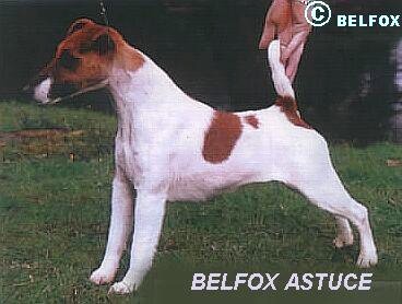 Belfox Astuce | Smooth Fox Terrier 