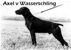 Axel v Wasserschling | German Shorthaired Pointer 