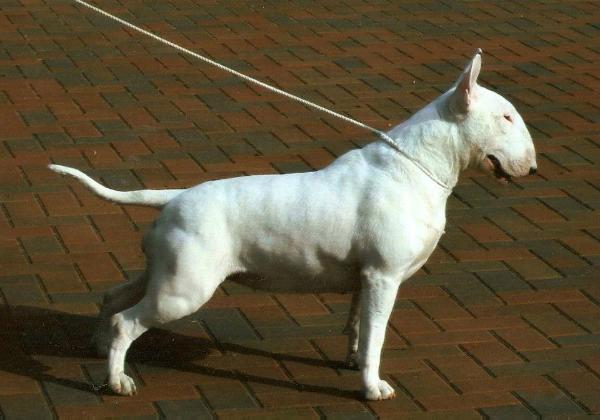 ARICON EYES ADORA | Bull Terrier 