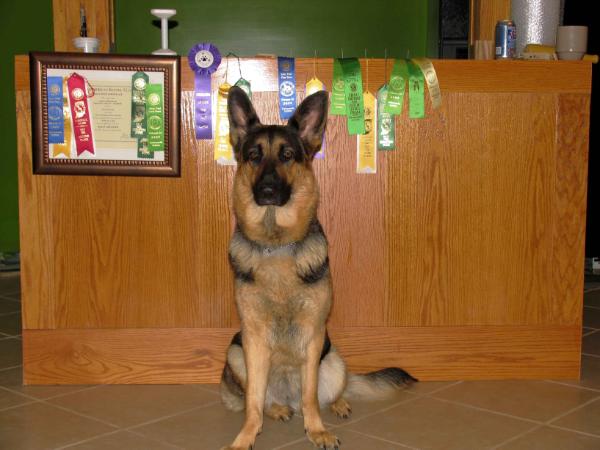 Von Willnic's Anka | German Shepherd Dog 