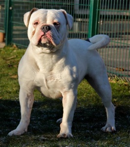 Bullforce Libra | Olde English Bulldogge 