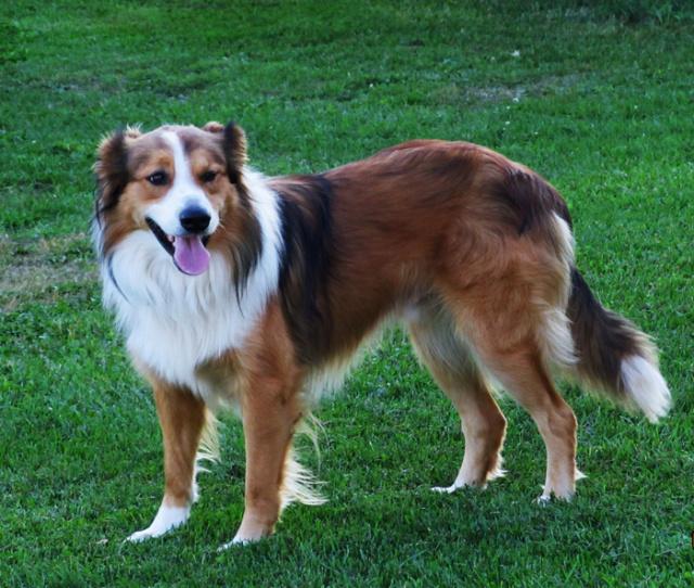 Cedar Creek Beebe Buddy | English Shepherd 