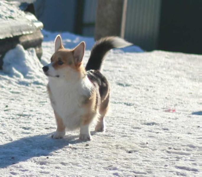 CANDY SWEET EGYENCA | Pembroke Welsh Corgi 