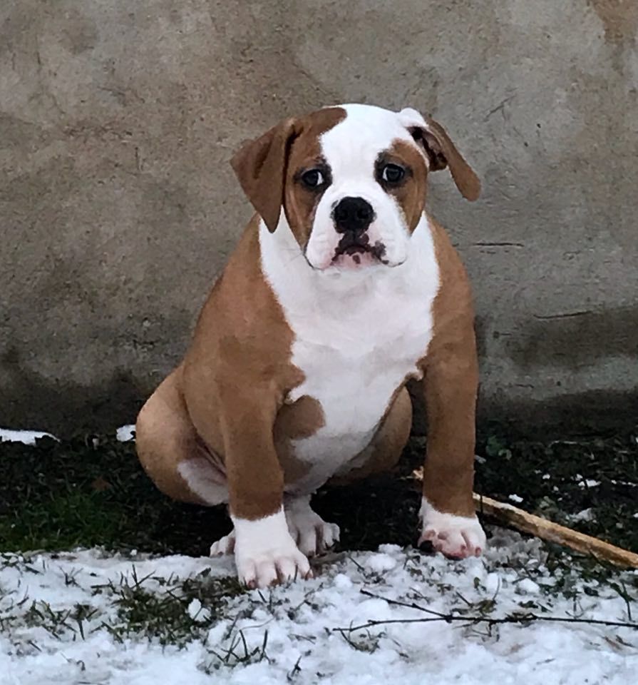 Imgosbull Zana Zan | American Bulldog 