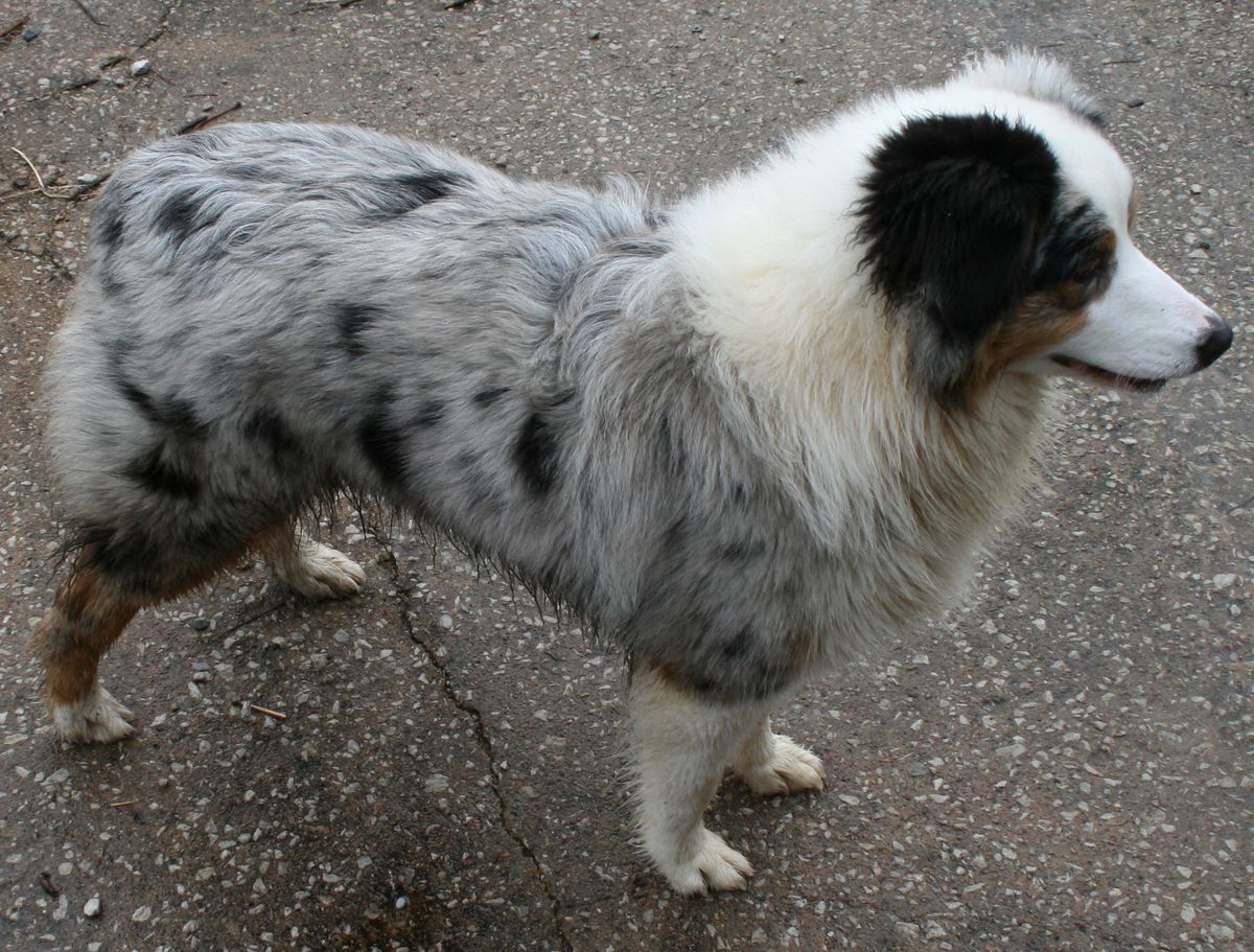 Sugarcreek’s Show Yourself! | Australian Shepherd 