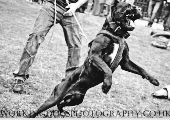 Tinguaro de IronBull | Perro de Presa Canario 