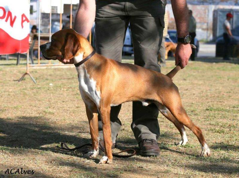 Djacimarão | Portuguese Pointer 