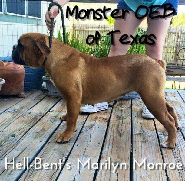 Hellbent's Marilyn Monroe | Olde English Bulldogge 