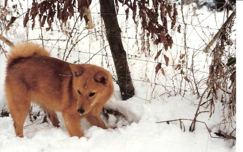 FINN'FUNNY FOXY de la Cascade des Jarreaux | Finnish Spitz 