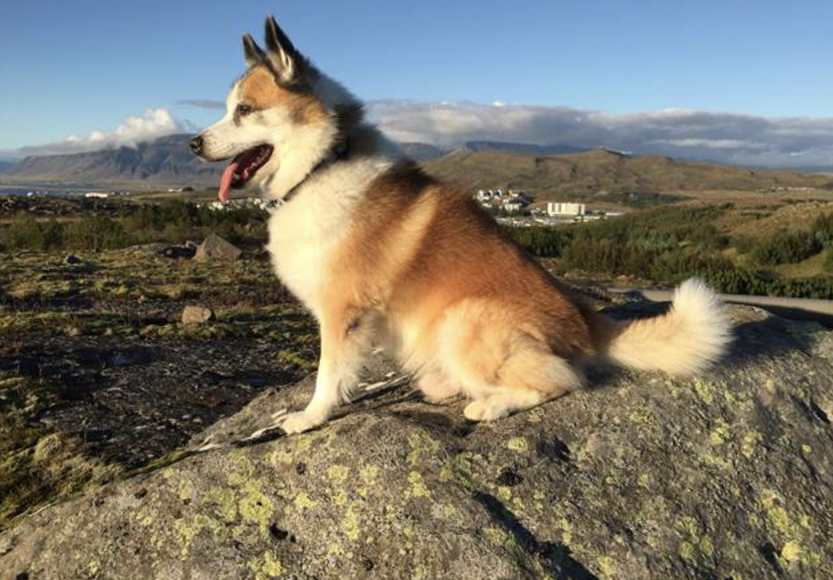 Rebbi | Icelandic Sheepdog 
