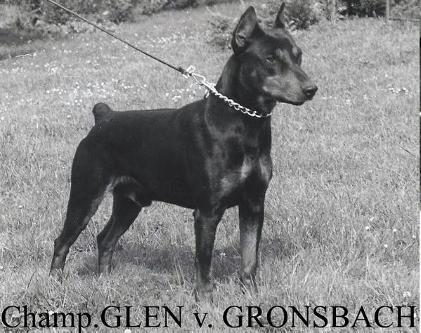 GLEN von Cronsbach | German Pinscher 