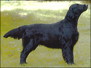 Inkwells Named Shadow | Flat-Coated Retriever 