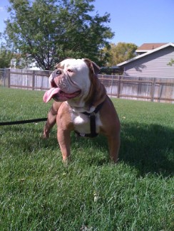 Texas Geez' Honey | Olde English Bulldogge 