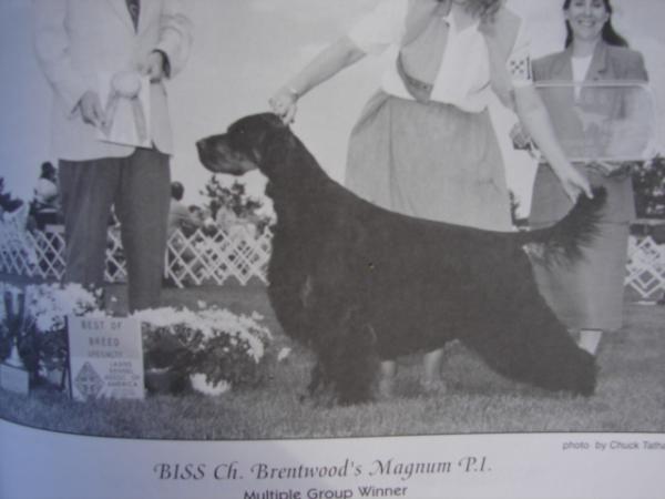 Brentwood Magnum PI | Gordon Setter 