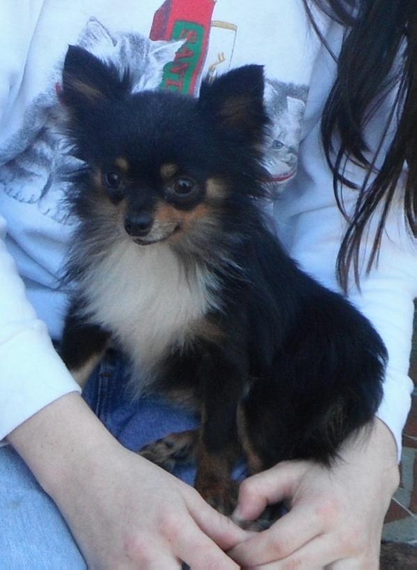 Omega's Andretti Lc | Chihuahua 