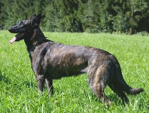 Anat des Crocs de L'Olympe | Dutch Shepherd 